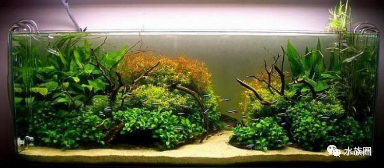 適合魚缸造景的幾種觀賞魚