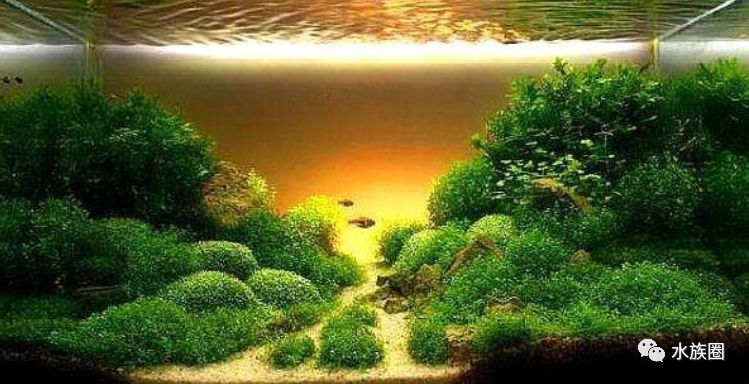 魚缸水草魚吃怎么辦_不吃水草的觀賞魚_草魚吃的水草