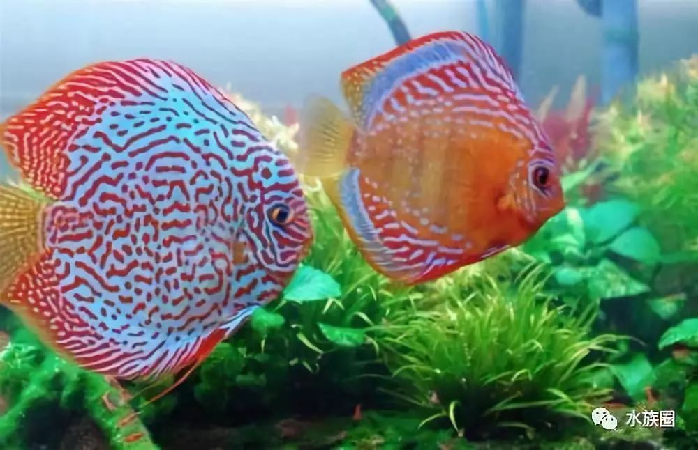 魚缸水草魚吃怎么辦_草魚吃的水草_不吃水草的觀賞魚