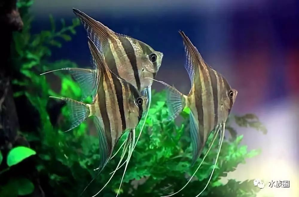 不吃水草的觀賞魚_草魚吃的水草_魚缸水草魚吃怎么辦
