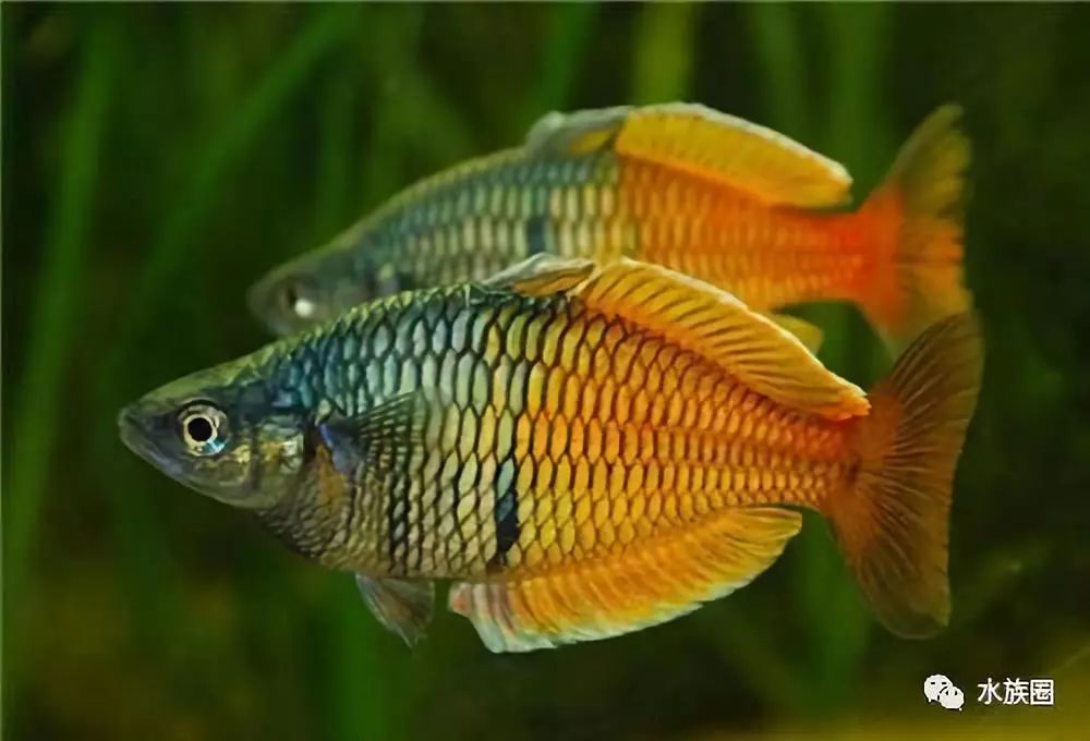 魚缸水草魚吃怎么辦_不吃水草的觀賞魚_草魚吃的水草