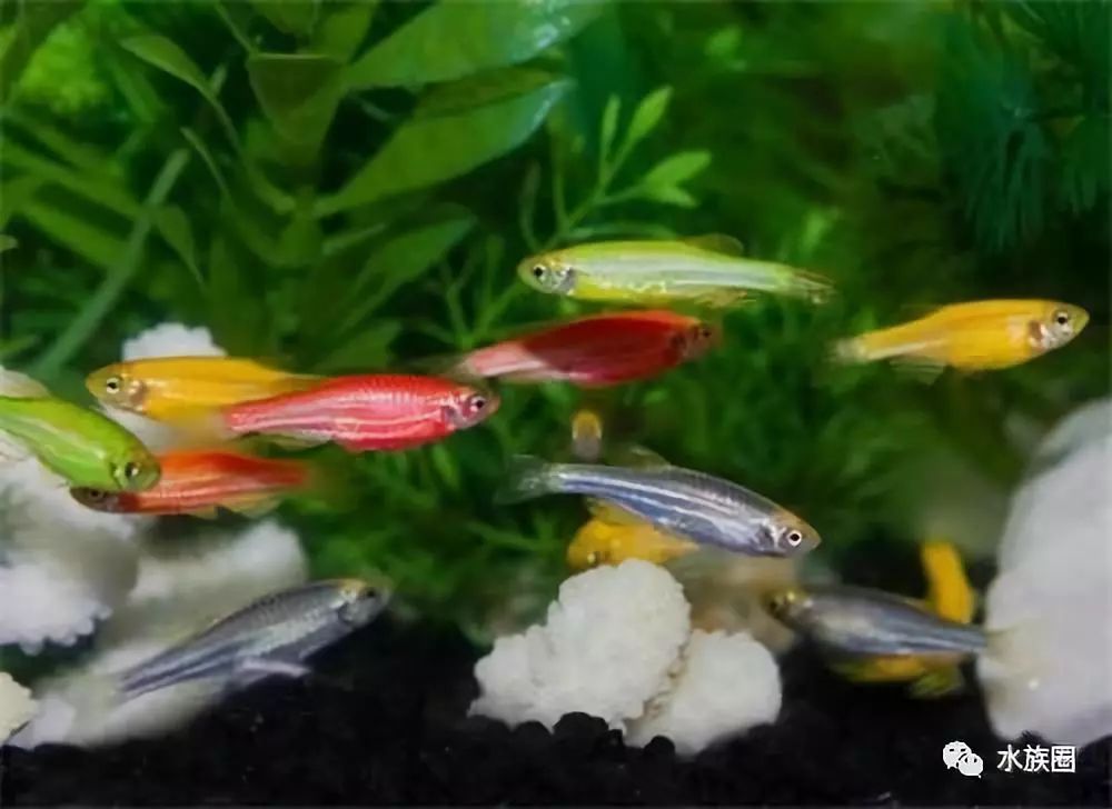草魚吃的水草_不吃水草的觀賞魚_魚缸水草魚吃怎么辦