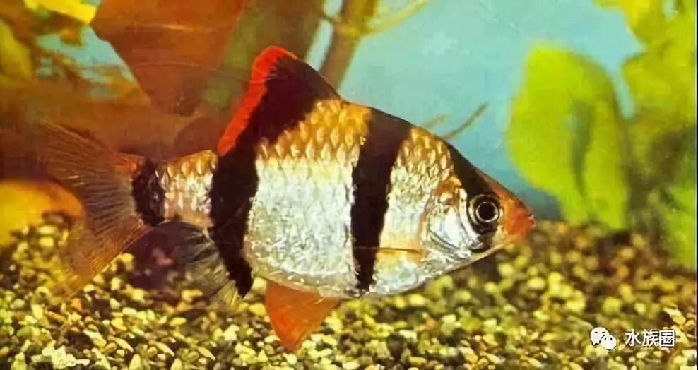 不吃水草的觀賞魚_魚缸水草魚吃怎么辦_草魚吃的水草