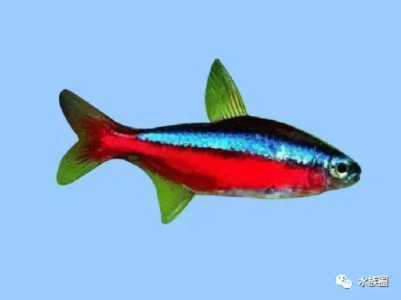魚缸水草魚吃怎么辦_草魚吃的水草_不吃水草的觀賞魚