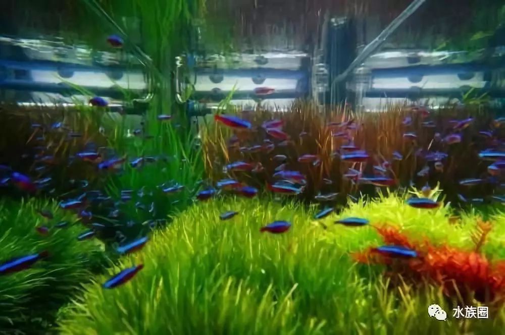 草魚吃的水草_不吃水草的觀賞魚_魚缸水草魚吃怎么辦