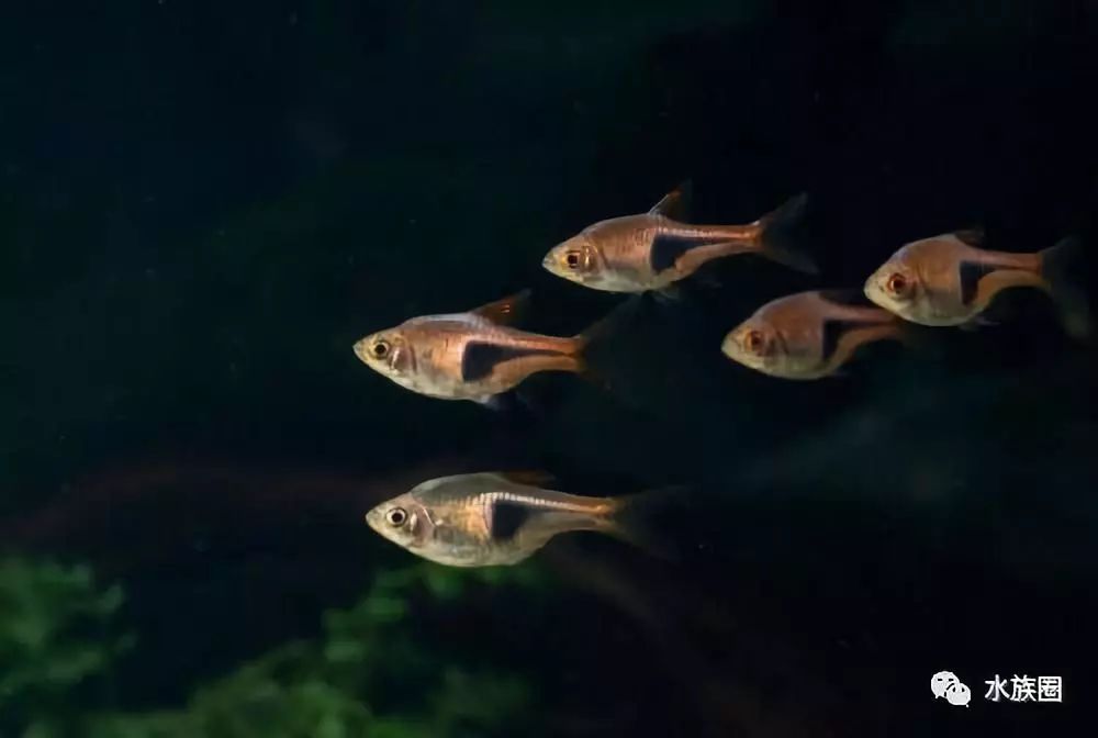 不吃水草的觀賞魚_草魚吃的水草_魚缸水草魚吃怎么辦