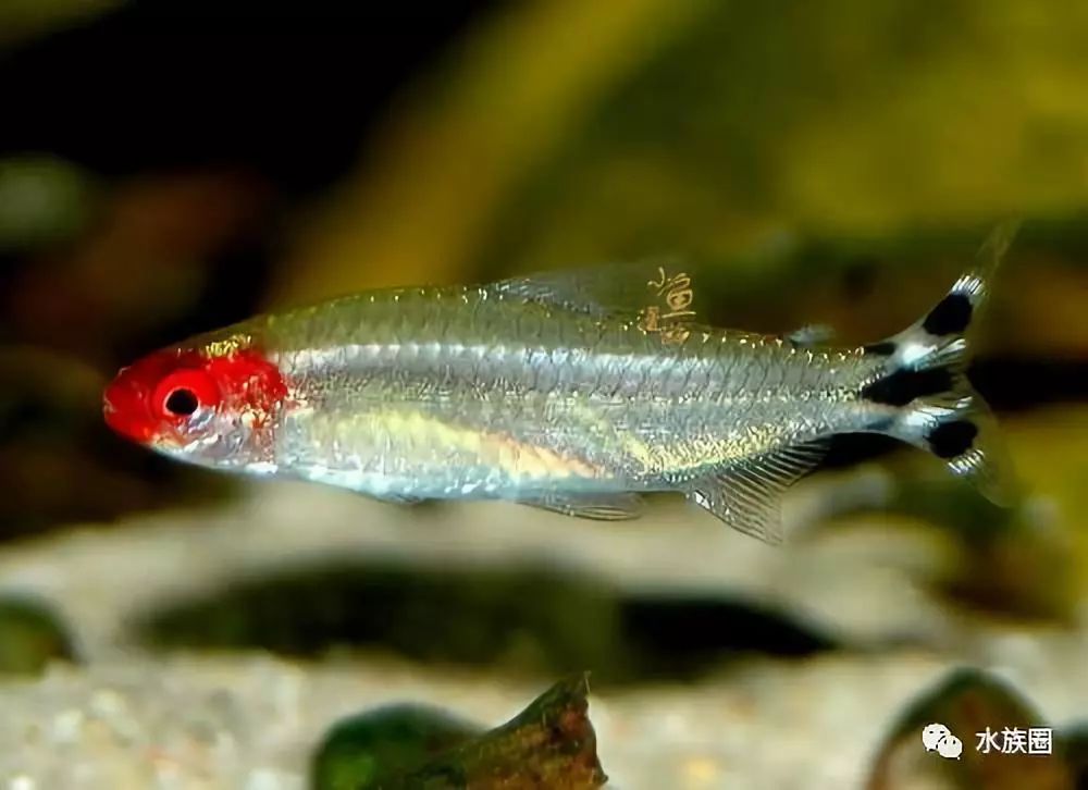 魚缸水草魚吃怎么辦_不吃水草的觀賞魚_草魚吃的水草