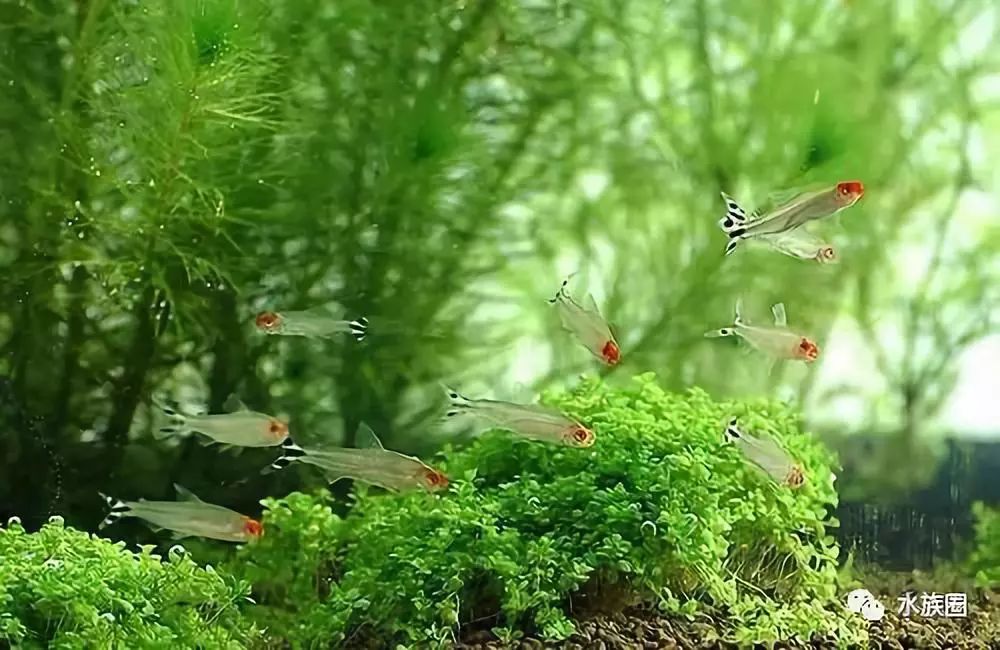 不吃水草的觀賞魚_草魚吃的水草_魚缸水草魚吃怎么辦