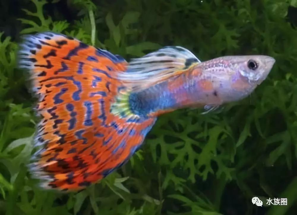 草魚吃的水草_不吃水草的觀賞魚_魚缸水草魚吃怎么辦