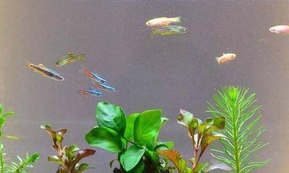 魚缸里缺氧也能養的觀賞魚，魚缸里缺氧有3種情況，2種處理方法