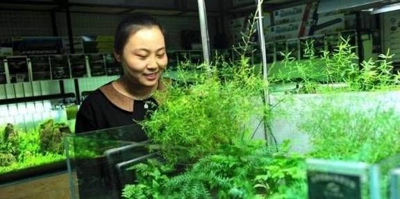 不吃水草的觀賞魚_水草魚吃嗎_草魚吃的水草
