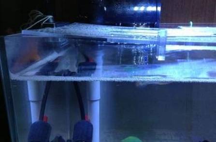 水草魚吃嗎_草魚吃的水草_不吃水草的觀賞魚