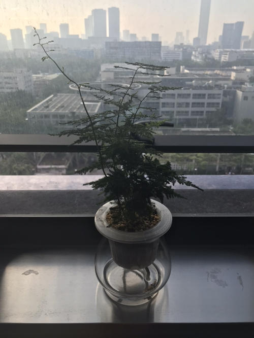 適合家庭養的花卉有哪些 最適合家養的花盤點(2)