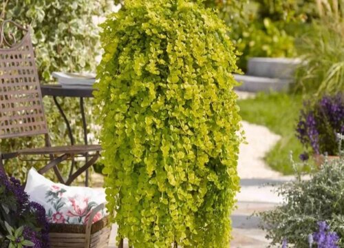 適合家里養的18種花 推薦最適宜家庭養殖的花卉