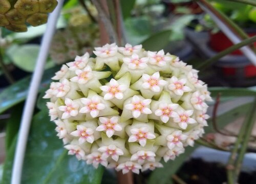 花卉家養(yǎng)適合什么花_適合家養(yǎng)的花卉_適合家養(yǎng)花卉排行榜