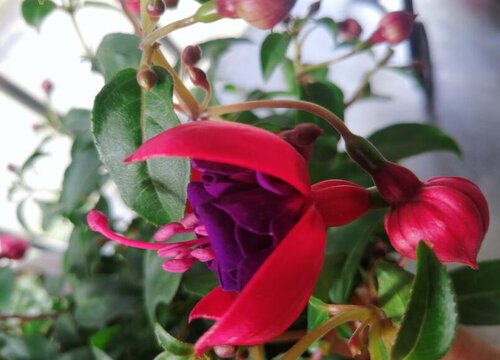 適合家養(yǎng)花卉排行榜_適合家養(yǎng)的花卉_花卉家養(yǎng)適合什么花