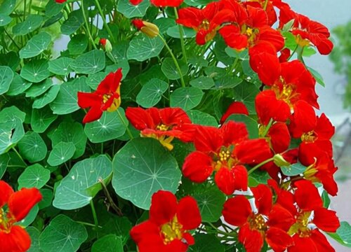 適合家養(yǎng)花卉排行榜_花卉家養(yǎng)適合什么花_適合家養(yǎng)的花卉