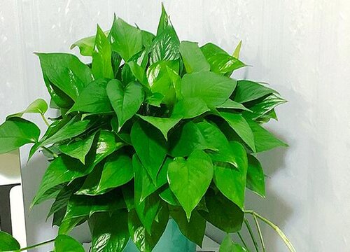 花卉家養(yǎng)適合什么花_適合家養(yǎng)的花卉_適合家養(yǎng)花卉排行榜