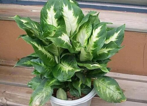 適合家養(yǎng)的花卉_適合家養(yǎng)花卉排行榜_花卉家養(yǎng)適合什么花
