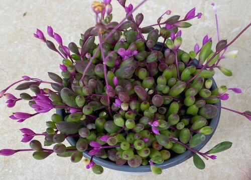 適合家養(yǎng)花卉排行榜_花卉家養(yǎng)適合什么花_適合家養(yǎng)的花卉
