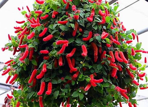適合家養(yǎng)花卉排行榜_適合家養(yǎng)的花卉_花卉家養(yǎng)適合什么花