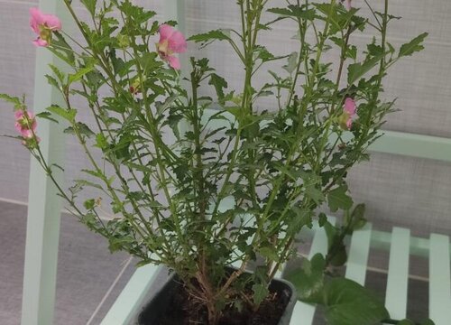 適合家庭養的花卉有哪些
