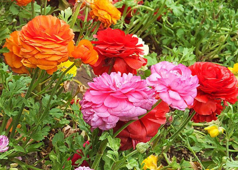 冬季開花好養(yǎng)的花卉_冬季開花又好養(yǎng)的花卉_冬季花卉