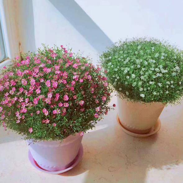 冬季開花又好養(yǎng)的花卉_冬季花卉_冬季開花好養(yǎng)的花卉