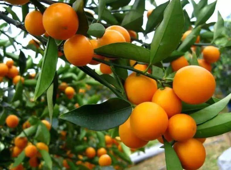 冬季花卉_冬季開花又好養(yǎng)的花卉_冬季開花好養(yǎng)的花卉
