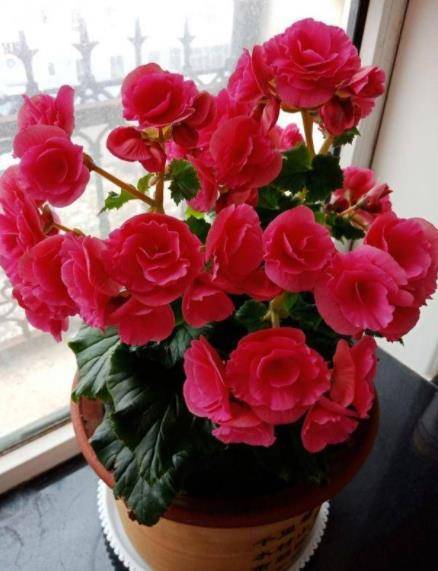 冬季花卉_冬季開花好養(yǎng)的花卉_冬季開花又好養(yǎng)的花卉