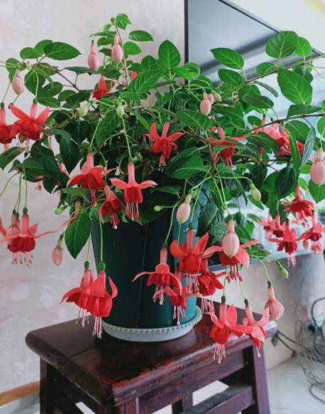冬季開花好養(yǎng)的花卉_冬季開花又好養(yǎng)的花卉_冬季花卉