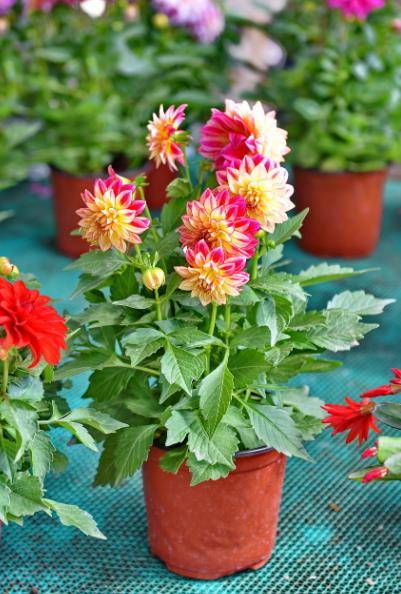 冬季花卉_冬季開花又好養(yǎng)的花卉_冬季開花好養(yǎng)的花卉