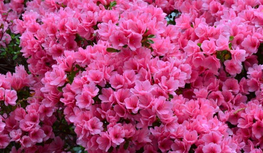 冬季花卉_冬季開花好養(yǎng)的花卉_冬季開花又好養(yǎng)的花卉