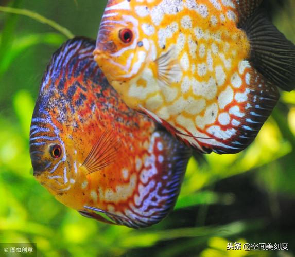 常見觀賞魚種類與價格