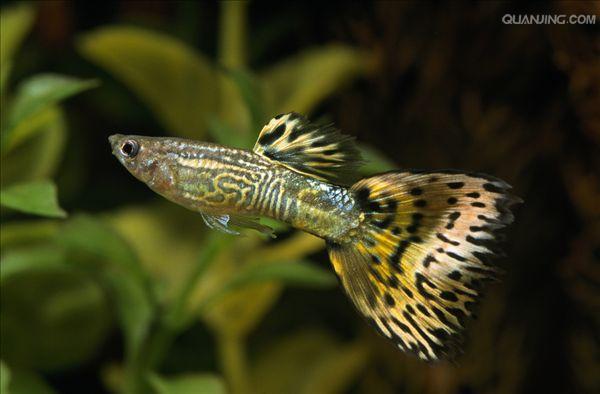 孔雀魚是熱帶魚的一種，體型修長，孔雀魚價格多少呢？