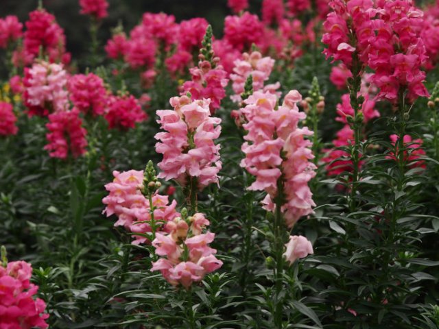 冬季開花的盆栽花卉_冬季花卉_冬季開花好養的花卉