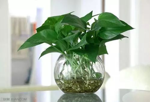 冬季花卉_冬季開花好養的花卉_冬季開花的盆栽花卉