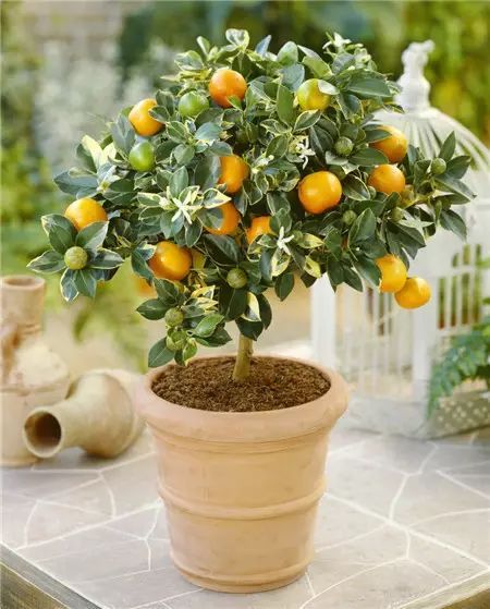 冬季開花的盆栽花卉_冬季花卉_冬季開花好養的花卉