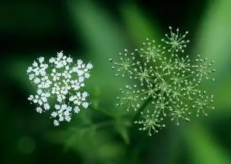冬季花卉_冬季開花好養的花卉_冬季開花的盆栽花卉