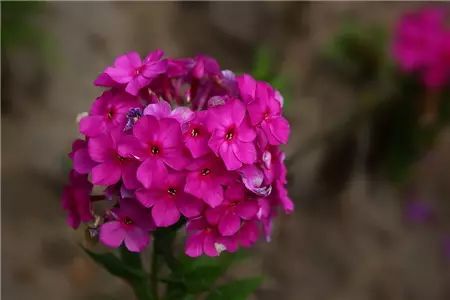 冬季開花好養的花卉_冬季花卉_冬季開花的盆栽花卉