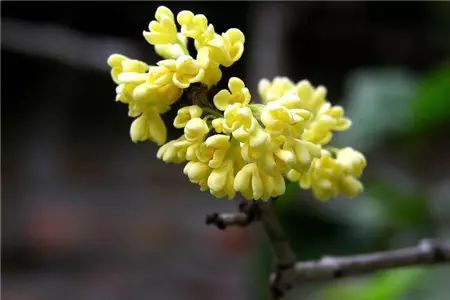 冬季花卉_冬季開花好養的花卉_冬季開花的盆栽花卉