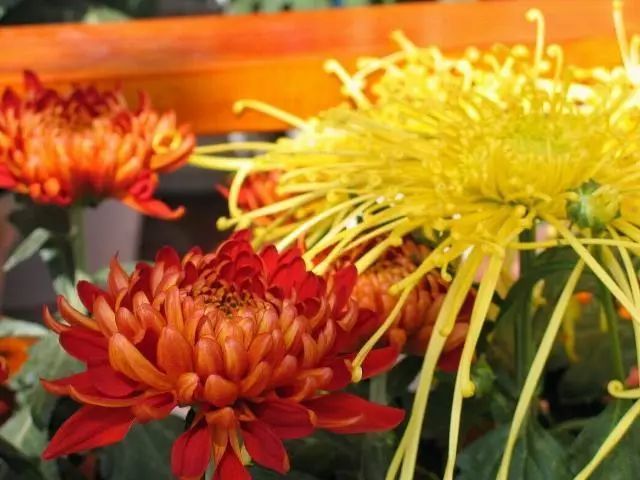 冬季開花好養的花卉_冬季開花的盆栽花卉_冬季花卉