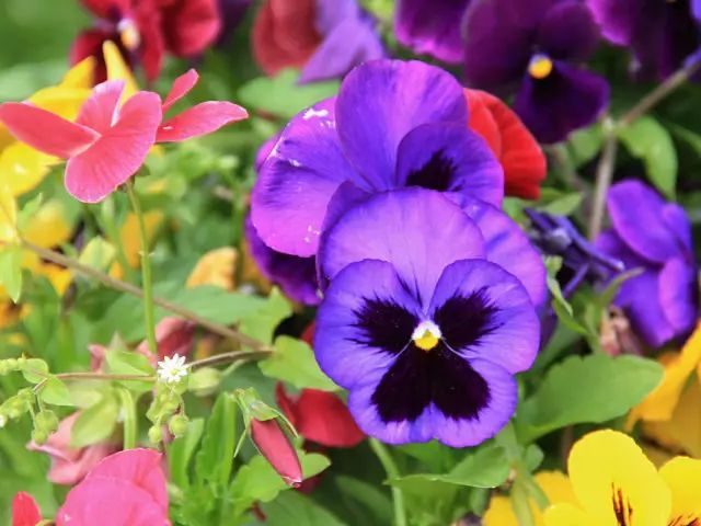 冬季開花好養的花卉_冬季花卉_冬季開花的盆栽花卉
