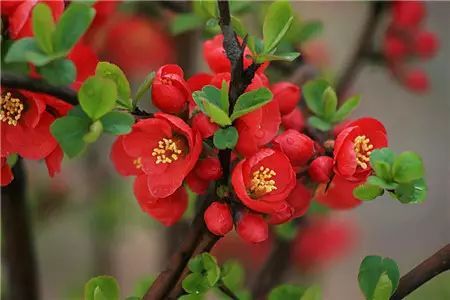 冬季開花的盆栽花卉_冬季開花好養的花卉_冬季花卉