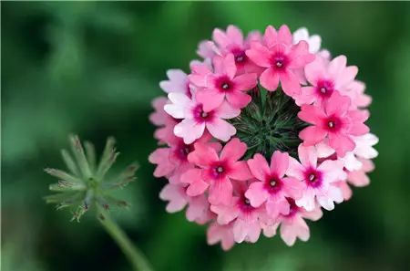 冬季花卉_冬季開花好養的花卉_冬季開花的盆栽花卉