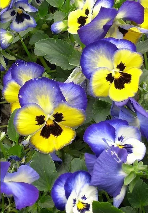 冬季開花好養的花卉_冬季花卉_冬季開花的盆栽花卉