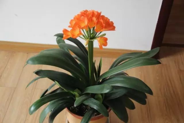 冬季花卉_冬季開花好養的花卉_冬季開花的盆栽花卉