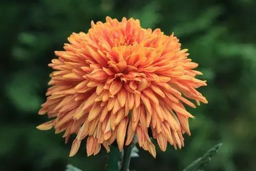 冬季開花好養的花卉_冬季花卉_冬季開花的盆栽花卉