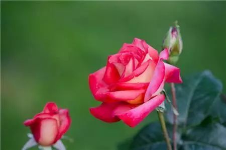 冬季開花的盆栽花卉_冬季開花好養的花卉_冬季花卉