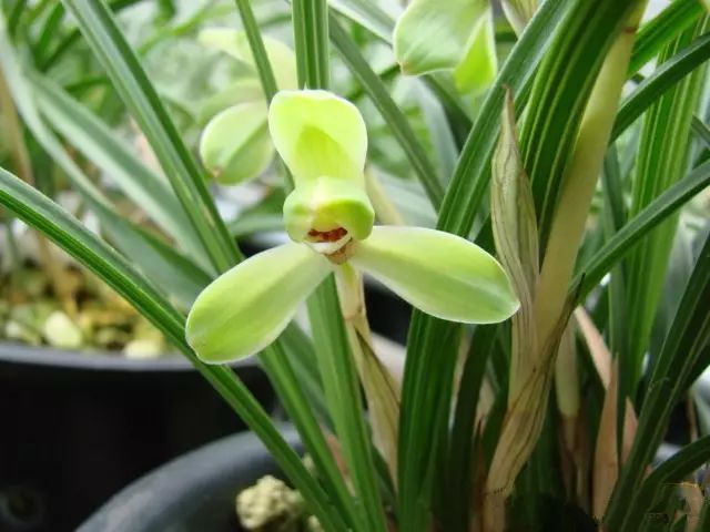 冬季開花的盆栽花卉_冬季花卉_冬季開花好養的花卉